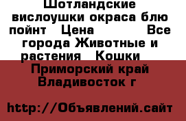 Шотландские вислоушки окраса блю пойнт › Цена ­ 4 000 - Все города Животные и растения » Кошки   . Приморский край,Владивосток г.